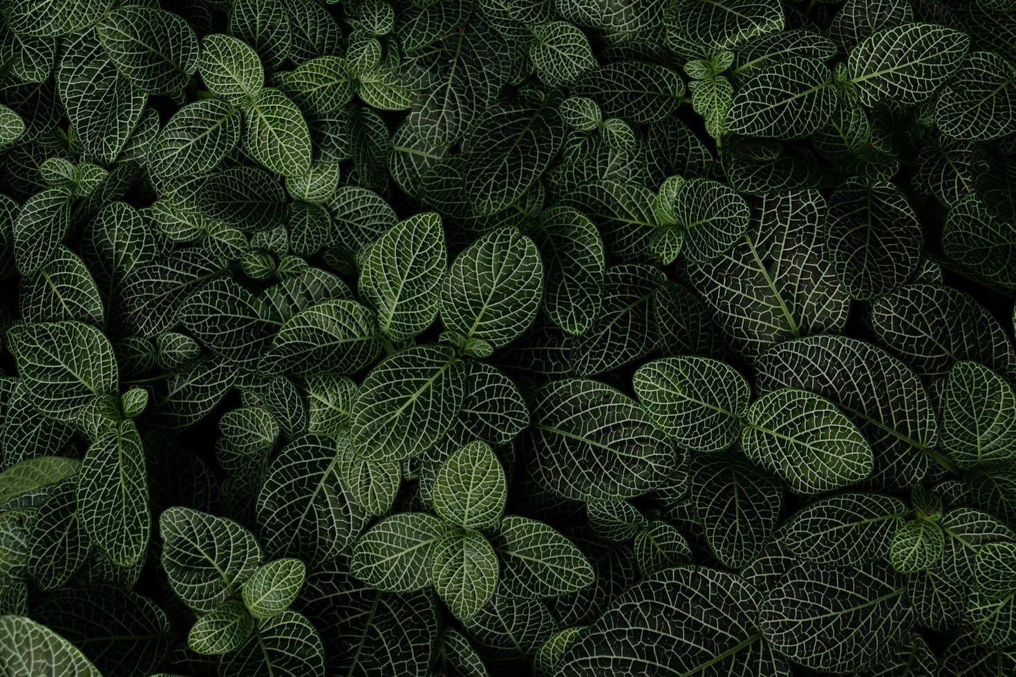 Como identificar um suplemento natural de alta qualidade