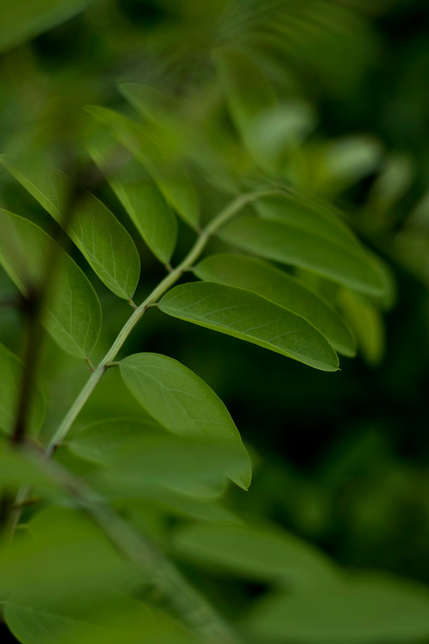 A ciência por trás dos produtos naturais encapsulados