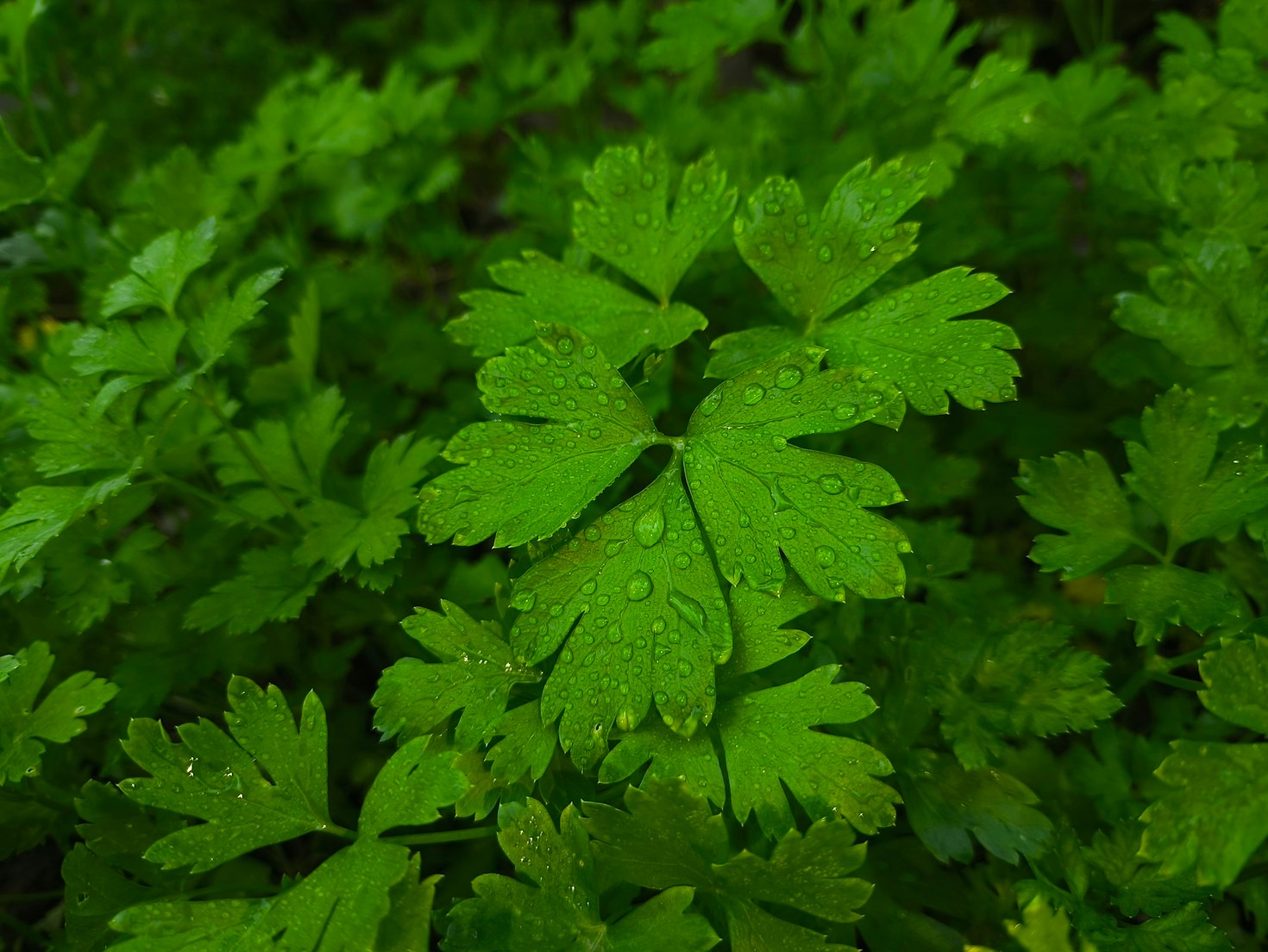Guia prático para escolher cápsulas naturais